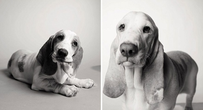 Illustration for article titled A Beautiful Photo Project: The Passage Of Time Through Dogs